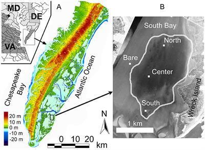 Influence of the Seagrass, Zostera marina, on Wave Attenuation and Bed Shear Stress Within a Shallow Coastal Bay